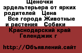 Щеночки эрдельтерьера от ярких родителей › Цена ­ 25 000 - Все города Животные и растения » Собаки   . Краснодарский край,Геленджик г.